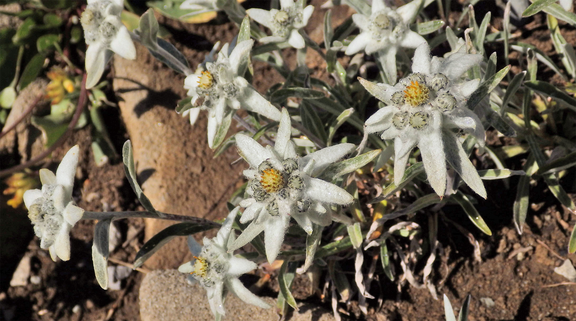 六甲高山植物園 シーニゲ プラッテ高山植物園 08年 Grand Tour Of Switzerland In Japan